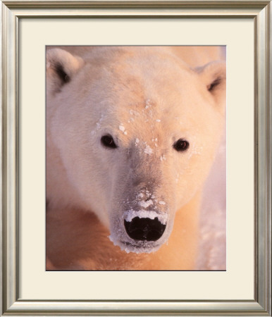 Polar Bear by John Pezzenti Jr Pricing Limited Edition Print image