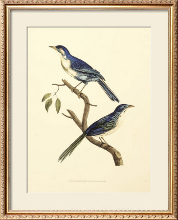 Vintage Bird Pair Ii by Levaillon Pricing Limited Edition Print image