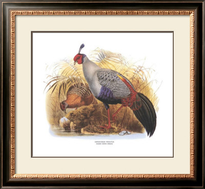 Siamese Crested Fireback by Wolf & Smit Pricing Limited Edition Print image