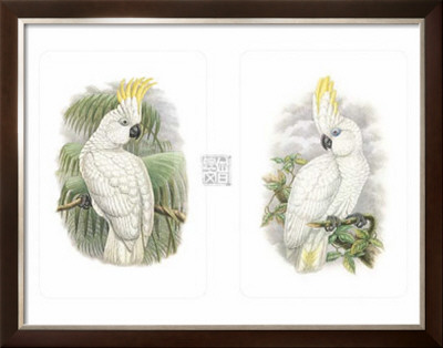 Sulphur Crested Cockatoos by W. Hart Pricing Limited Edition Print image