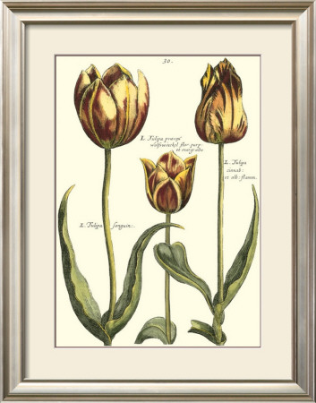 Tulipa Ii by Crispijn De Passe Pricing Limited Edition Print image