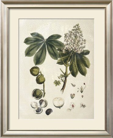 Miller's Bounty V by John Miller (Johann Sebastien Mueller) Pricing Limited Edition Print image