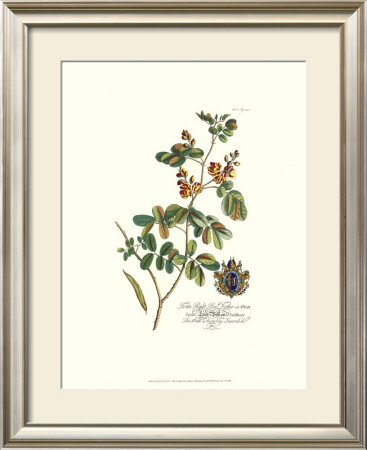 Royal Botanical Iv by Georg Dionysius Ehret Pricing Limited Edition Print image