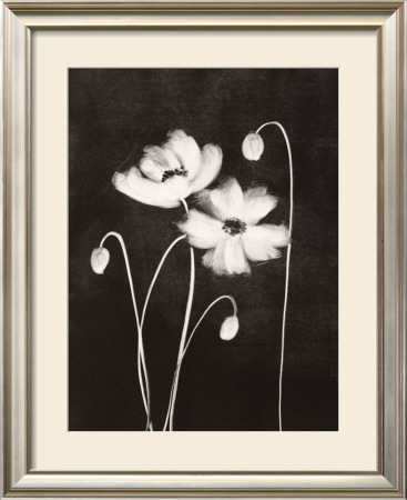 Midnight Poppies by Nolan Winkler Pricing Limited Edition Print image