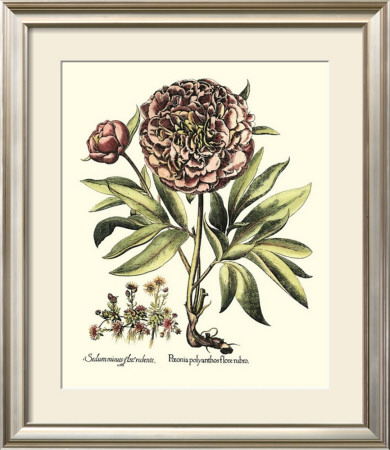 Framboise Floral Iii by Basilius Besler Pricing Limited Edition Print image