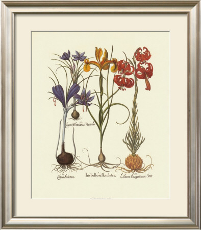 Iris I by Basilius Besler Pricing Limited Edition Print image
