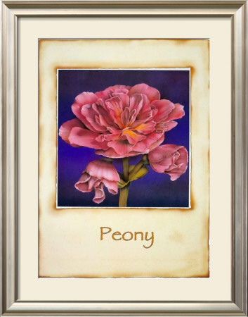 Peony by Richard Penn Pricing Limited Edition Print image