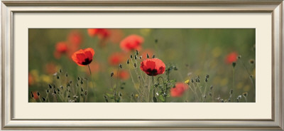Soft Petals by Shelley Lake Pricing Limited Edition Print image