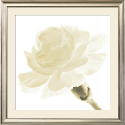 Carnation I by George Fossey Pricing Limited Edition Print image