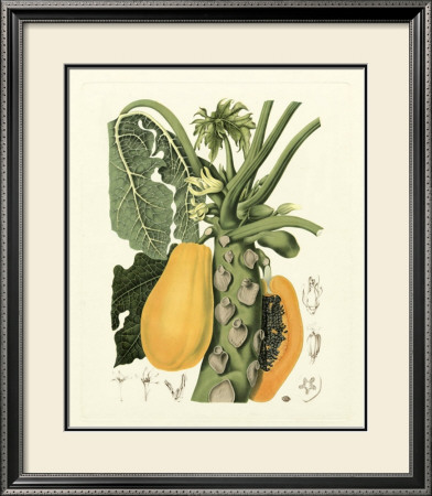 Island Fruits Iv by Berthe Hoola Van Nooten Pricing Limited Edition Print image