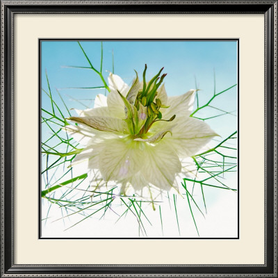 Seiltanzer Weiss by Ingrid Ulmer Pricing Limited Edition Print image