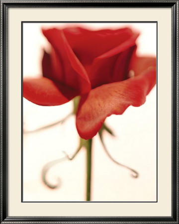 Rose by Sandi Fellman Pricing Limited Edition Print image