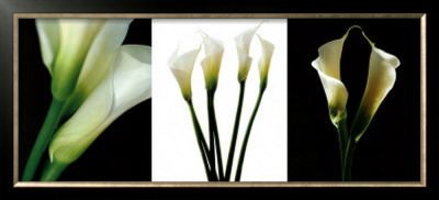White Callas by Helvio Faria Pricing Limited Edition Print image