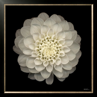 Dahlia No. 22 by Neil Seth Levine Pricing Limited Edition Print image