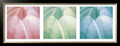Tulip Trio by Gabriel Scott Pricing Limited Edition Print image