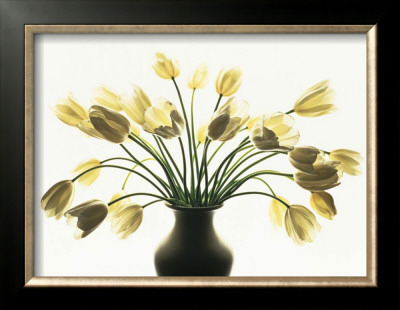White Tulips by Kevin Summers Pricing Limited Edition Print image