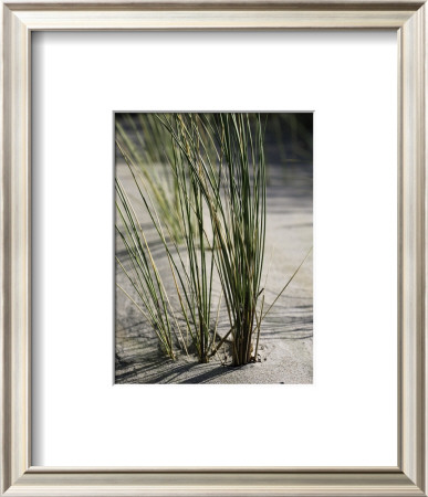 Soft Wind by Sara Deluca Pricing Limited Edition Print image