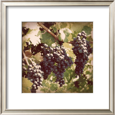 Vintage Grape Vines I by Jason Johnson Pricing Limited Edition Print image