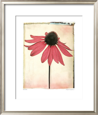 Purple Coneflower by Rick Filler Pricing Limited Edition Print image