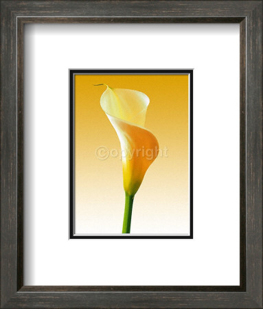 Gracefulness by Inka Vogel Pricing Limited Edition Print image