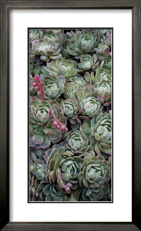 Ice Plant Clovers by Rachel Perry Pricing Limited Edition Print image