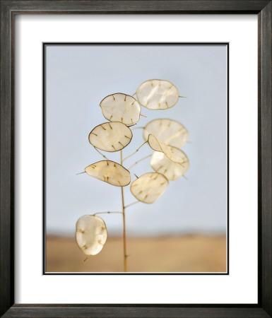 Gorgeous Lunaria Iii by Sara Deluca Pricing Limited Edition Print image