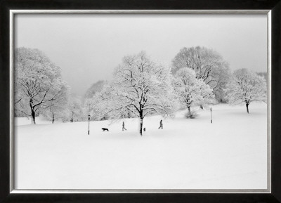 Prospect Park Trees by Henri Silberman Pricing Limited Edition Print image