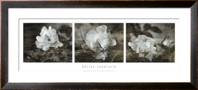 Rose Patina by Adrian Jendrasik Pricing Limited Edition Print image