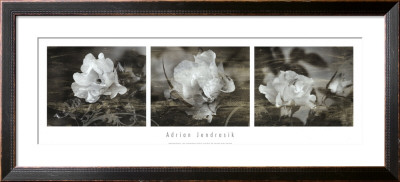 Rose Patina by Adrian Jendrasik Pricing Limited Edition Print image