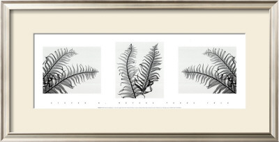 Ferns Trio by Steven N. Meyers Pricing Limited Edition Print image