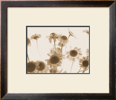 Caught On The Breeze by Katja Marzahn Pricing Limited Edition Print image