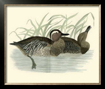 Morris Ducks Ii by Reverend Francis O. Morris Pricing Limited Edition Print image