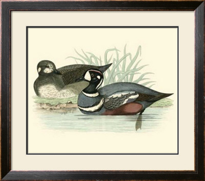 Morris Ducks Iv by Reverend Francis O. Morris Pricing Limited Edition Print image