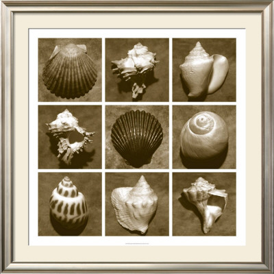 Shell Sampler by Renee Stramel Pricing Limited Edition Print image