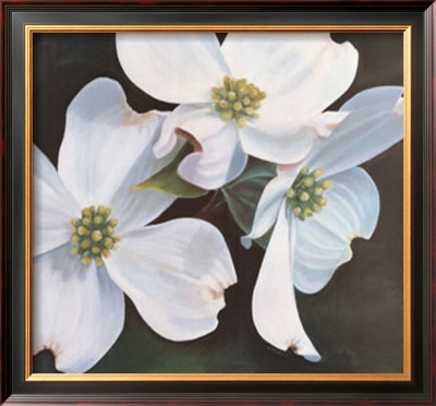 Dogwood Study by Ginny Chenet Pricing Limited Edition Print image