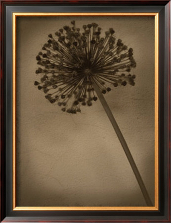 Allium Ii by Heather Jacks Pricing Limited Edition Print image
