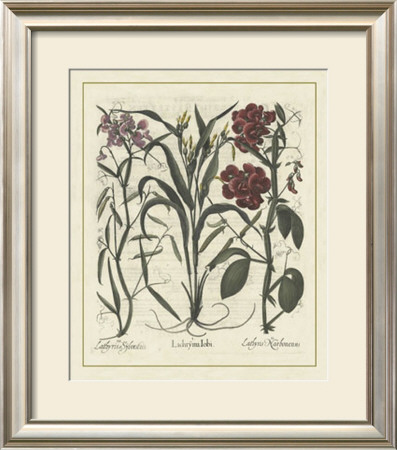 Besler Floral Iii by Basilius Besler Pricing Limited Edition Print image