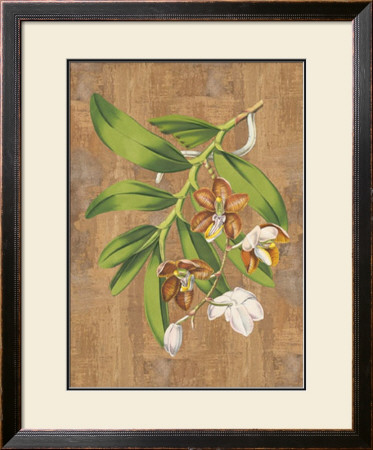 Sumatra Orchids I by Emily Sung Pricing Limited Edition Print image