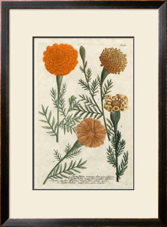 Marigold Magic Ii by Johann Wilhelm Weinmann Pricing Limited Edition Print image