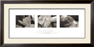 Ivory Petals by Matera Pricing Limited Edition Print image