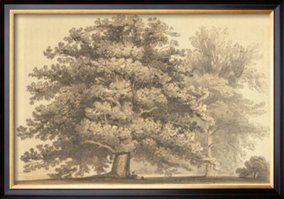 American Oak by Able Hotchkiss Pricing Limited Edition Print image