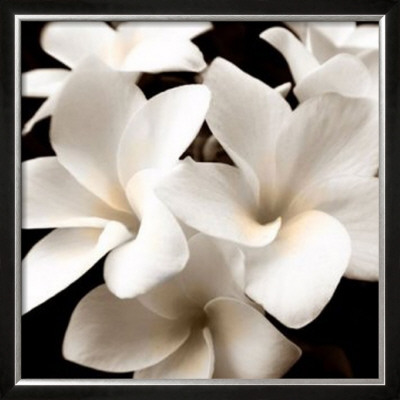 Plumeria View by Peterson Pricing Limited Edition Print image