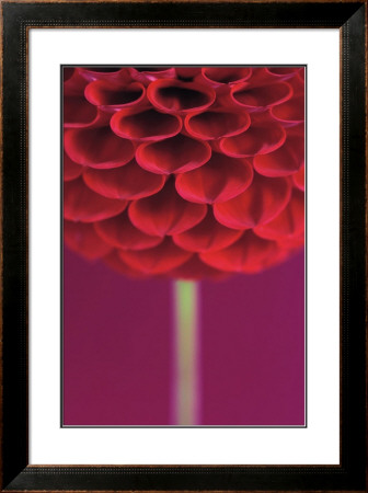 Dahlia by Peter Straw Pricing Limited Edition Print image