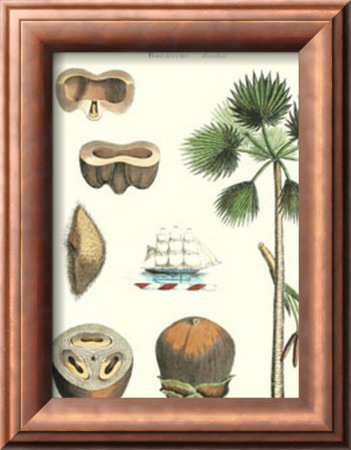 Borassus Palm by Jacques De Seve Pricing Limited Edition Print image