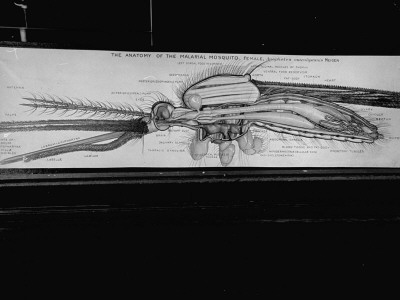 A Poster Showing The Internal Anatomy Of The Malarial Mosquito by David Scherman Pricing Limited Edition Print image