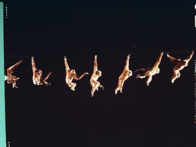 Multiple Exposure Of Gibbon Swinging Hand Over Hand by Ralph Morse Pricing Limited Edition Print image