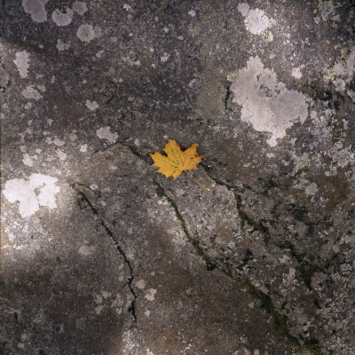 Autumn Leaf On Asphalt by Bengt-Goran Carlsson Pricing Limited Edition Print image