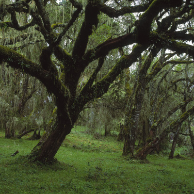 Trees In The Forest by Bjorn Alander Pricing Limited Edition Print image