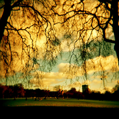 Glorious Trees by Abi Massey Pricing Limited Edition Print image