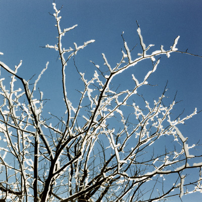 An Iced Tree Branch In Winter by Ann Eriksson Pricing Limited Edition Print image